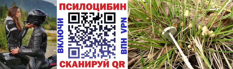 наркотики  Курильск  Галлюциногенные грибы прущие грибы 